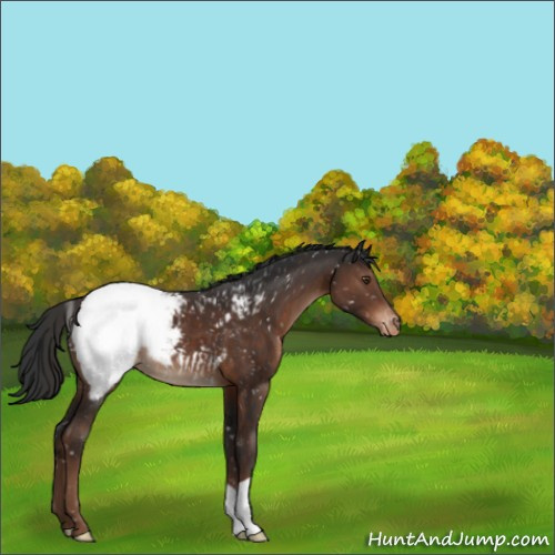 Horse Color:Liver Chestnut Appaloosa 