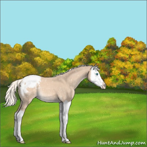 Horse Color:Cremello Splash Appaloosa 