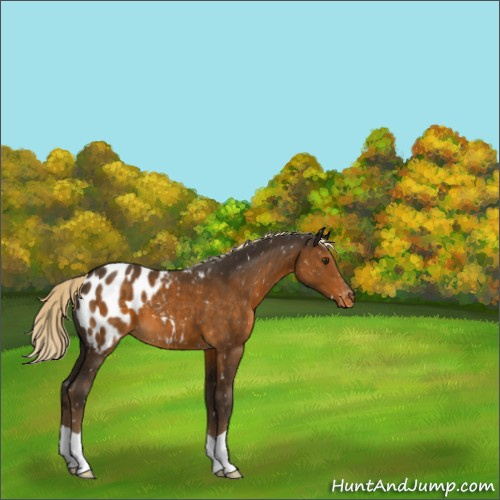 Horse Color:Chocolate Palomino Appaloosa 