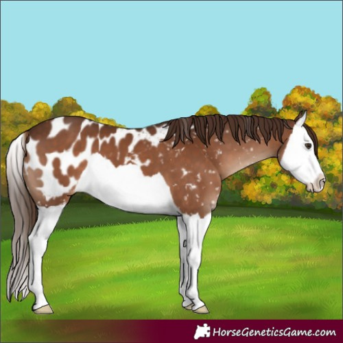 Horse Color:Liver Chestnut Splash Appaloosa 