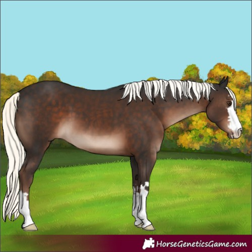 Horse Color:Liver Chestnut Mushroom 