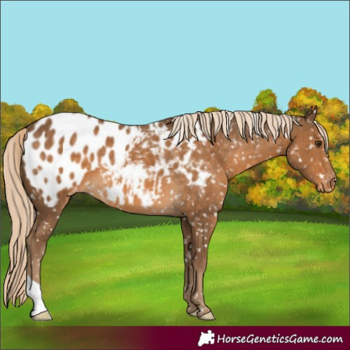 Horse Color:Chocolate Palomino Appaloosa 