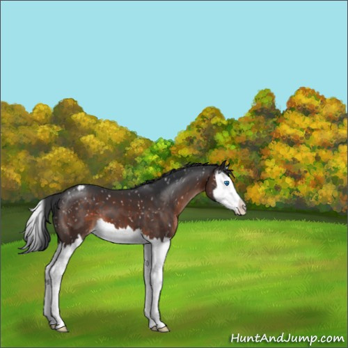 Horse Color:Brown Mushroom Splash Appaloosa 