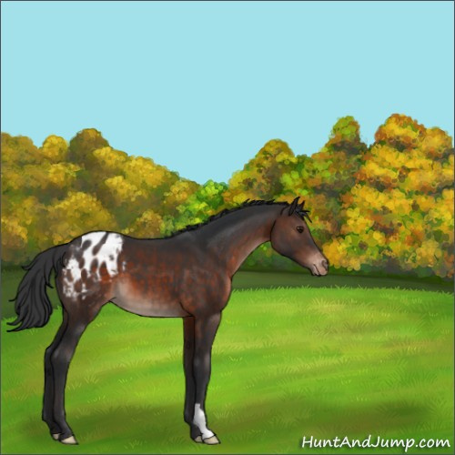 Horse Color:Brown Mushroom Appaloosa 