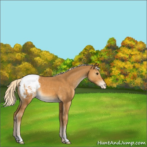 Horse Color:Palomino Appaloosa 