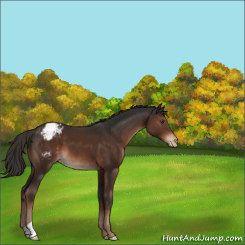 Horse Color:Liver Chestnut Appaloosa 