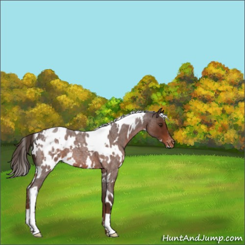 Horse Color:White Spotted Liver Red Roan Appaloosa 