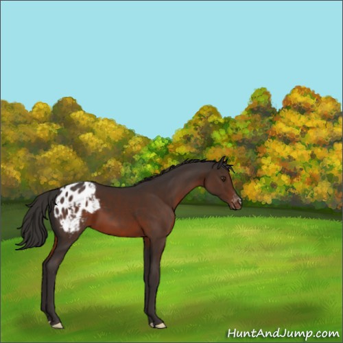 Horse Color:Liver Chestnut Appaloosa 