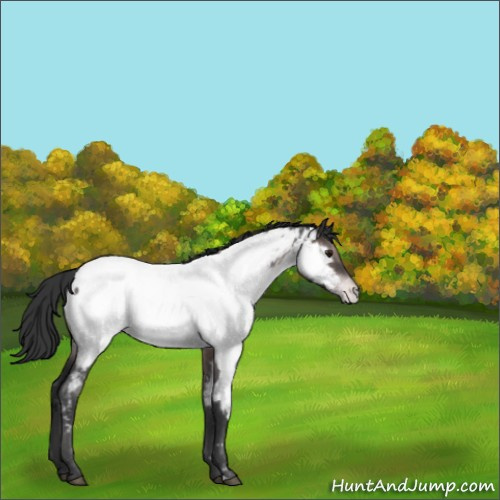 Horse Color:Platinum Brown Roan Mushroom Appaloosa 