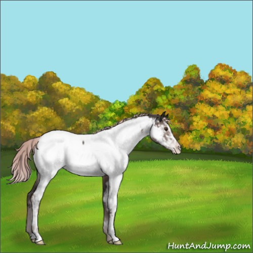 Horse Color:Platinum Liver Chestnut Sabino Appaloosa 