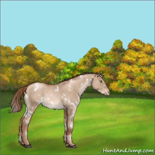 Horse Color:White Spotted Liver Red Dun Pearl Appaloosa 