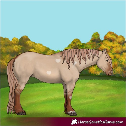 Horse Color:Red Dun Appaloosa