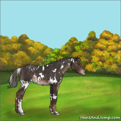 Horse Color:White Spotted Liver Chestnut Mushroom Appaloosa 