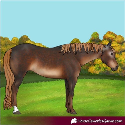 Horse Color:Gray Liver Chestnut 