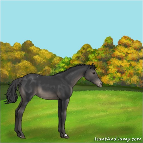 Horse Color:Black Sabino Appaloosa 