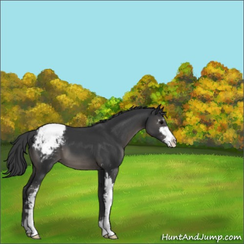 Horse Color:Black Mushroom Sabino Appaloosa
