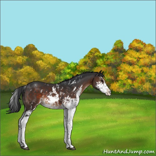 Horse Color:Brown Sabino Appaloosa 