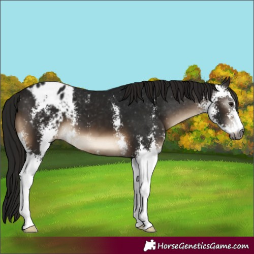 Horse Color:Gray Brown Sabino Appaloosa 