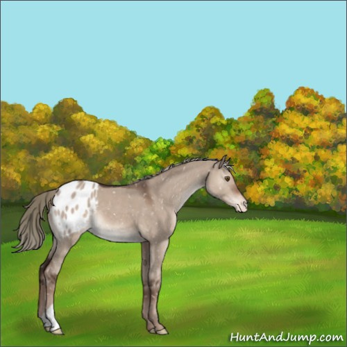 Horse Color:Liver Red Dun Mushroom Appaloosa 