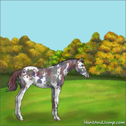 Horse Color:Nacre White Spotted Liver Chestnut Splash 
