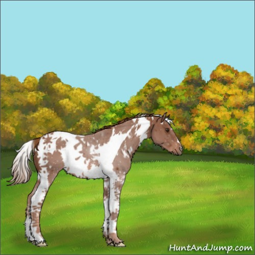 Horse Color:White Spotted Chestnut Tobiano