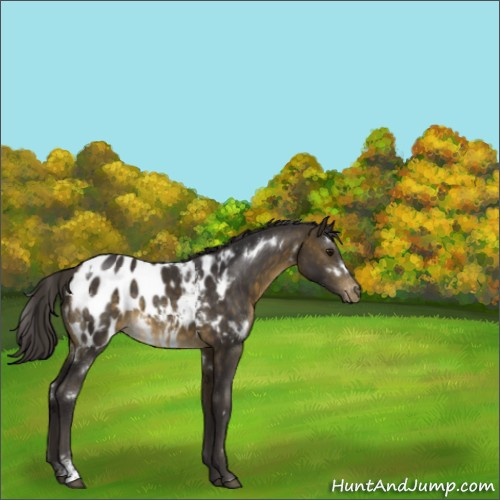 Horse Color:White Spotted Buckskin Sabino Appaloosa 