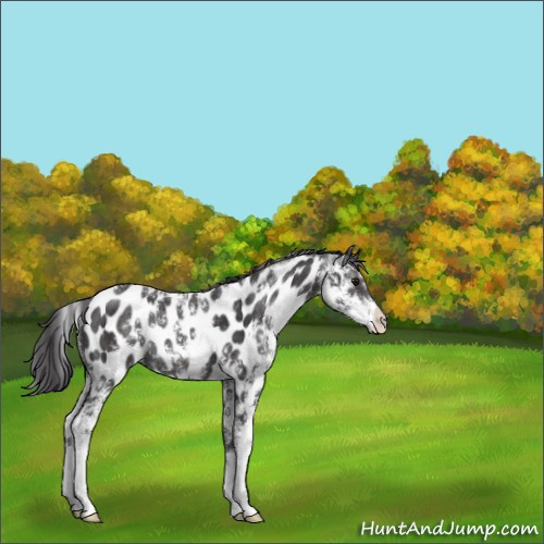Horse Color:Smoky Black Sabino Appaloosa Rabicano 