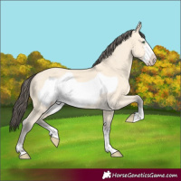 Horse Color:Amber Cream Champagne Frame