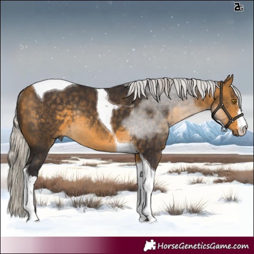 Horse Color:White Spotted Silver Buckskin Tobiano Rabicano 