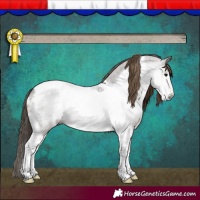 Horse Color:Gray Bay Tobiano Frame Appaloosa 