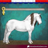 Horse Color:Gray Bay Tobiano Frame Appaloosa 
