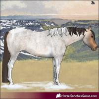 Horse Color:Buckskin Roan Tobiano Rabicano 