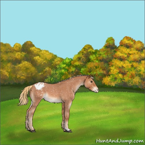 Horse Color:Red Roan Appaloosa 