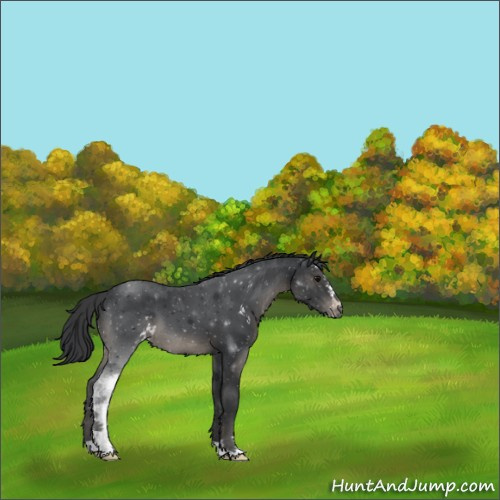 Horse Color:Black Sabino Appaloosa 