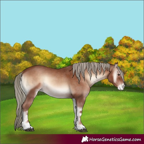 Horse Color:Red Onyx Mushroom Sabino Appaloosa 