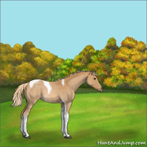 Horse Color:Palomino Roan Tobiano Rabicano 