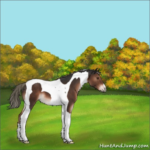 Horse Color:Liver Chestnut Mushroom Tobiano 