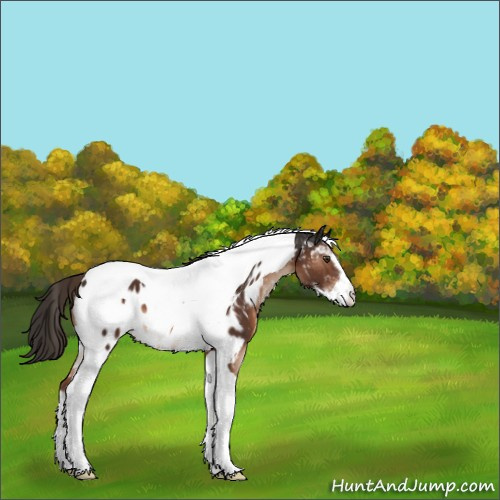 Horse Color:Liver Chestnut Sabino Tobiano Appaloosa 
