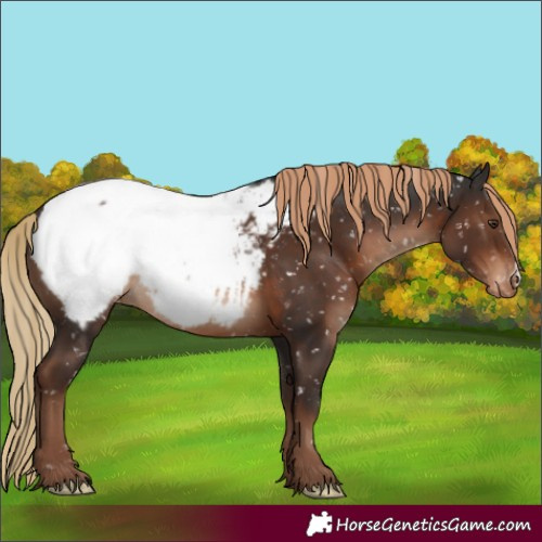 Horse Color:Liver Chestnut Appaloosa 