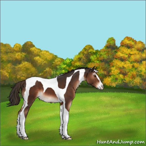 Horse Color:Liver Chestnut Sabino Tobiano 