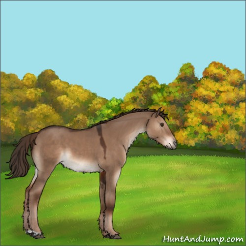Horse Color:Liver Red Dun 