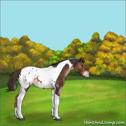 Horse Color:Liver Chestnut Tobiano Appaloosa 