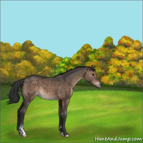 Horse Color:Brown Dun Sabino 