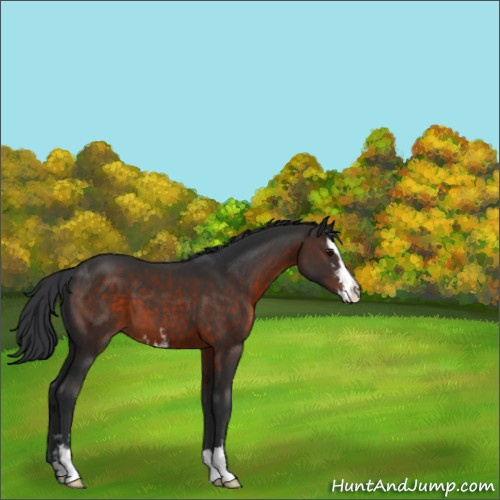 Horse Color:Brown Sabino 
