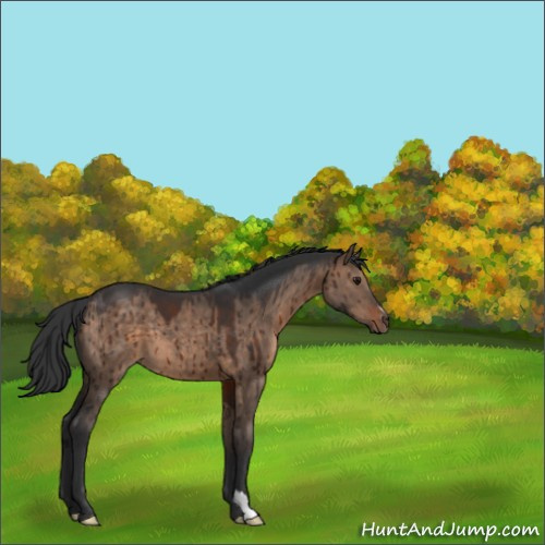 Horse Color:Bay Dun Brindle 