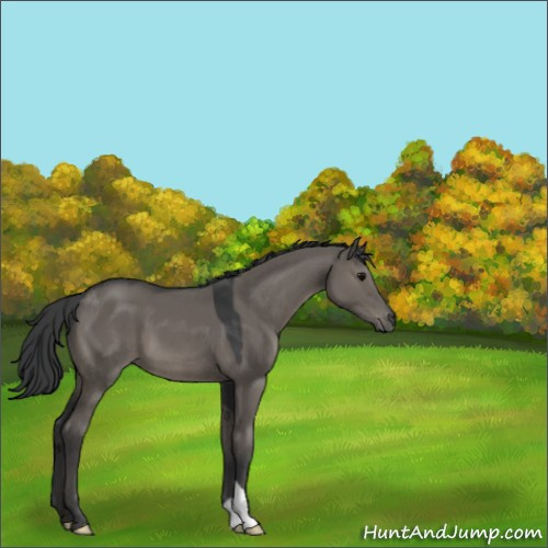 Horse Color:Grullo 