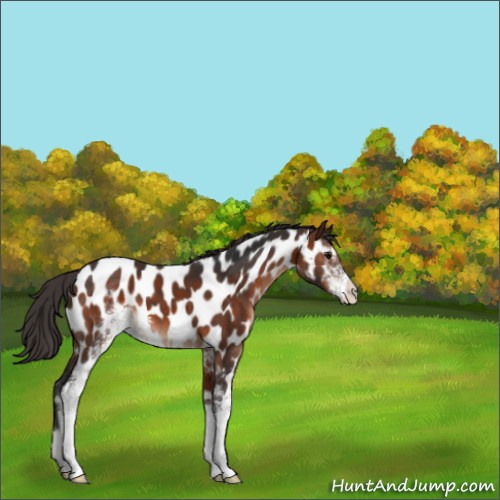 Horse Color:Bay Sabino Appaloosa 
