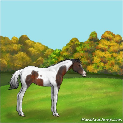 Horse Color:Brown Tobiano 