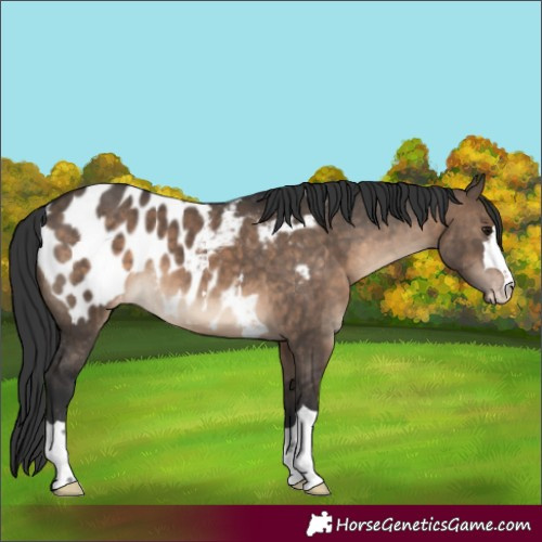 Horse Color:Brown Dun Appaloosa 