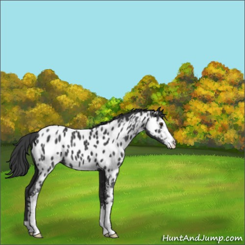 Horse Color:Black Sabino Appaloosa 